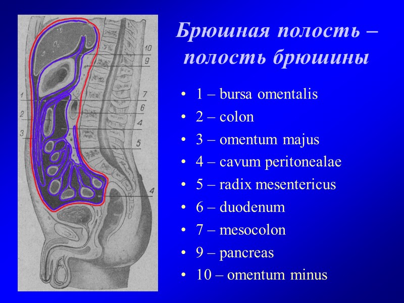 Брюшная полость – полость брюшины 1 – bursa omentalis 2 – colon 3 –